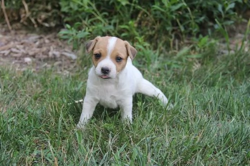 regalo jack russell cuccioli .