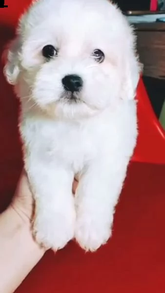 cuccioli di maltese mini toy