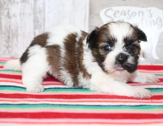 regalo bellissimi cuccioli allevati shih-tzu, colore bianco e nero.