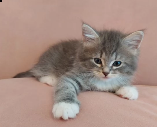 affettuoso gattino siberiano