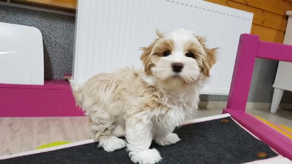 cuccioli di  havanese | Foto 0