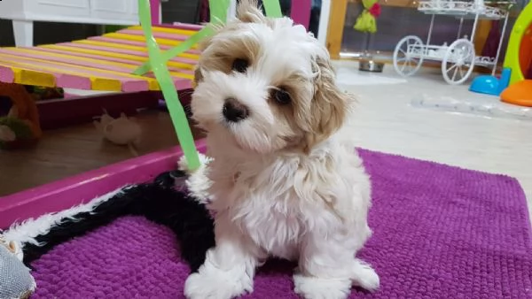 cuccioli di  havanese