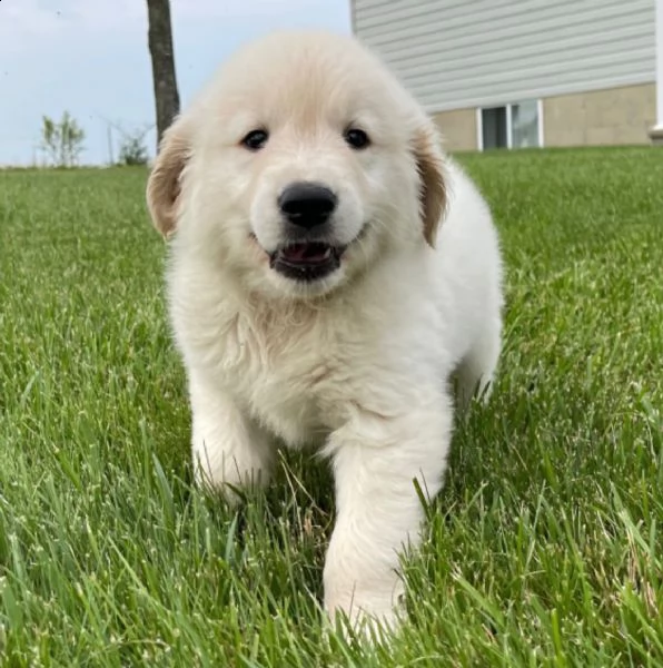 regalo golden retriver cuccioli disponibile per l'adozione