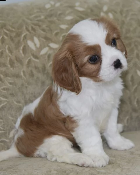 cuccioli di cavalier king  femminucce e maschietti disponibili per l'adozione gratuita