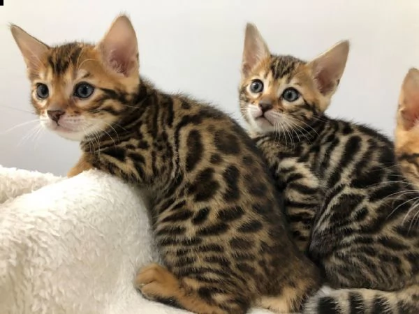 adorabili gattini bengalesi pronti per te