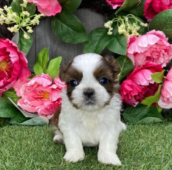 regalo cuccioli shih tzu .