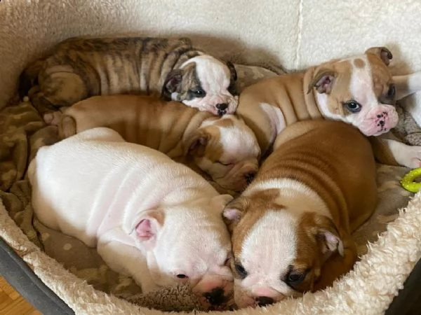 cuccioli inglese bulldog disponibili per adozione 