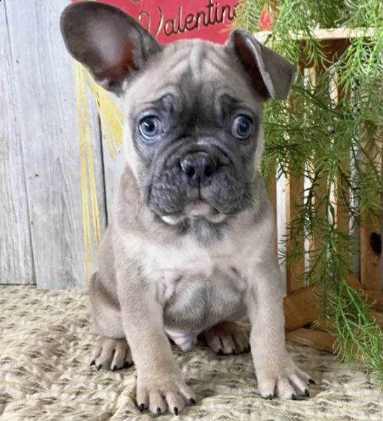 cuccioli di bulldog francese per l'adozione