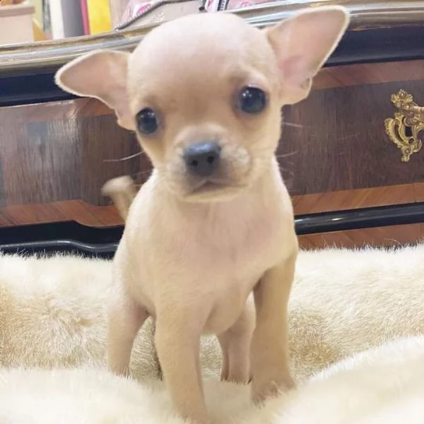 adorabili cuccioli chihuahua      femminucce e maschietti disponibili