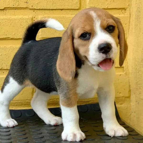 regalo beagle cuccioli meravigliosi ! 