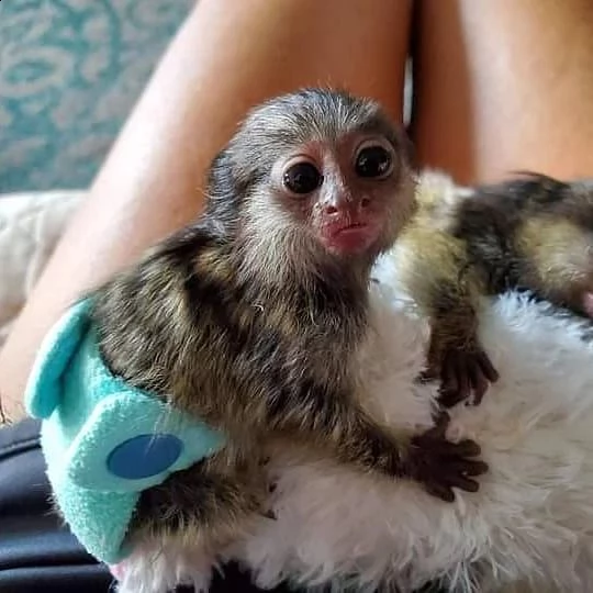 marmoset monkeys for sale nearby | Foto 0