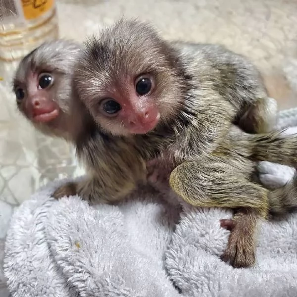 marmoset monkeys for sale nearby