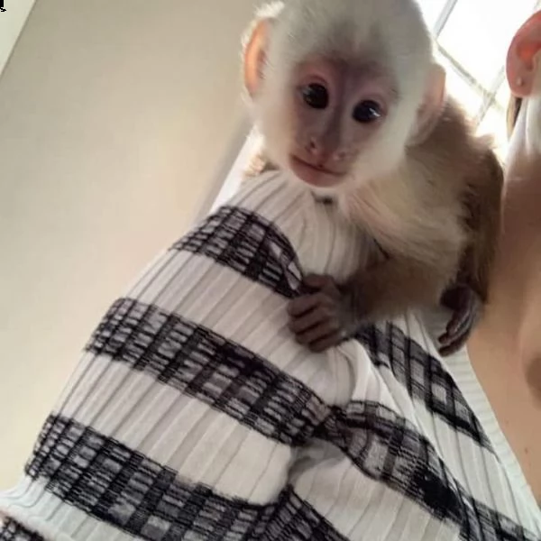 lovely capuchin monkeys.. | Foto 0