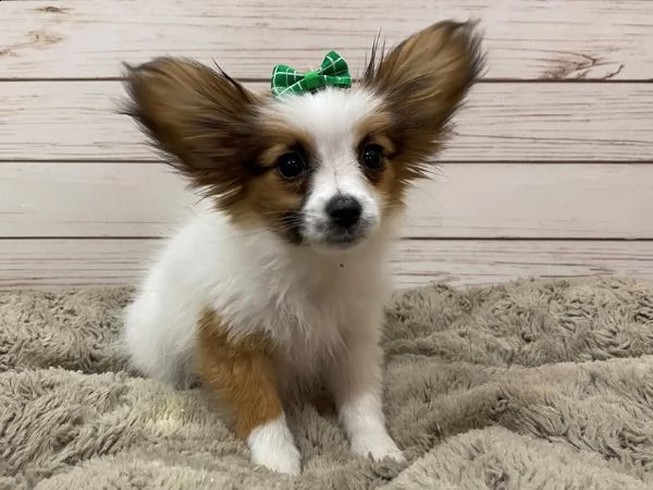   regalo papillon cuccioli meravigliosi ! 