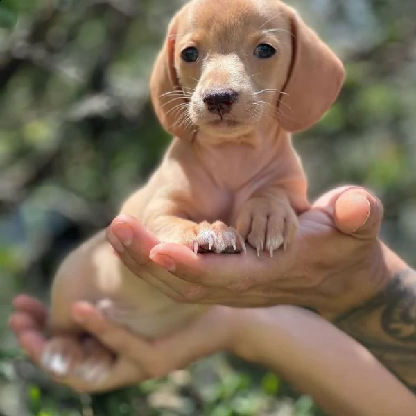  regalo adorabili cuccioli  bassotto femminucce e maschietti