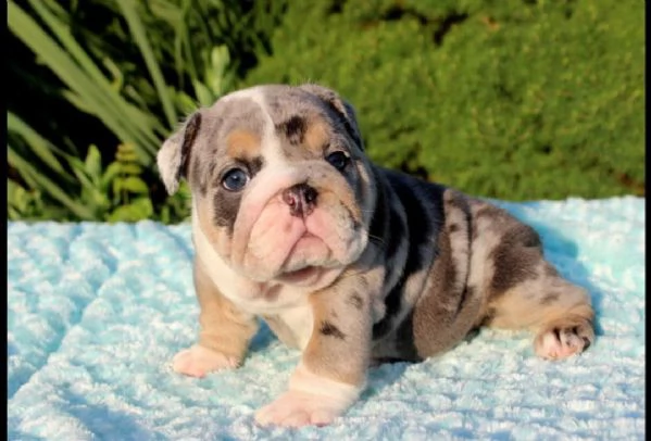 cuccioli inglese bulldog disponibili per adozione