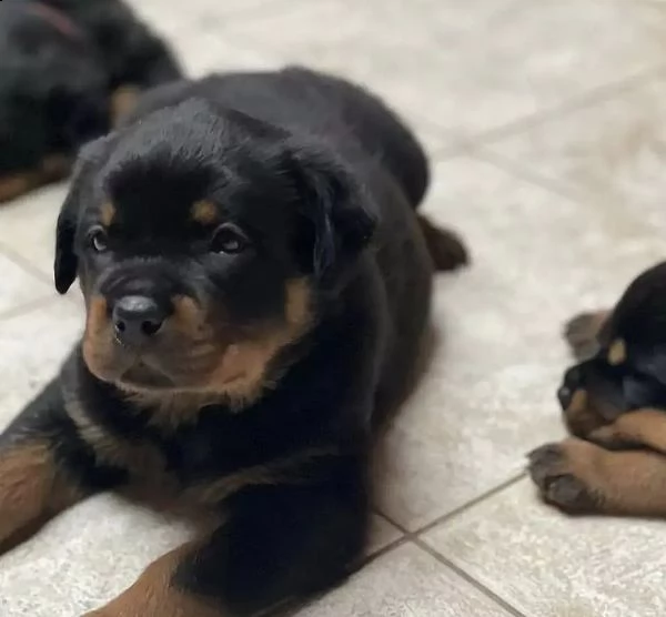 regalo abbiamo cuccioli di rottweiler 