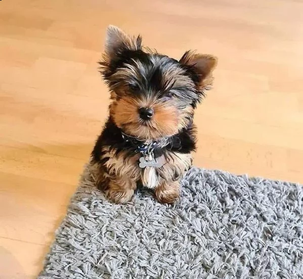 bellissimi cuccioli di yorkie maschi