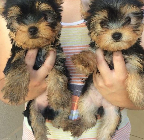 bellissimi cuccioli di yorkie maschi | Foto 2