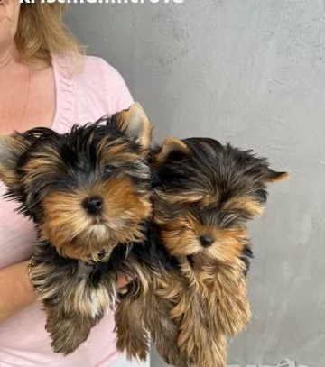 bellissimi cuccioli di yorkie maschi | Foto 1