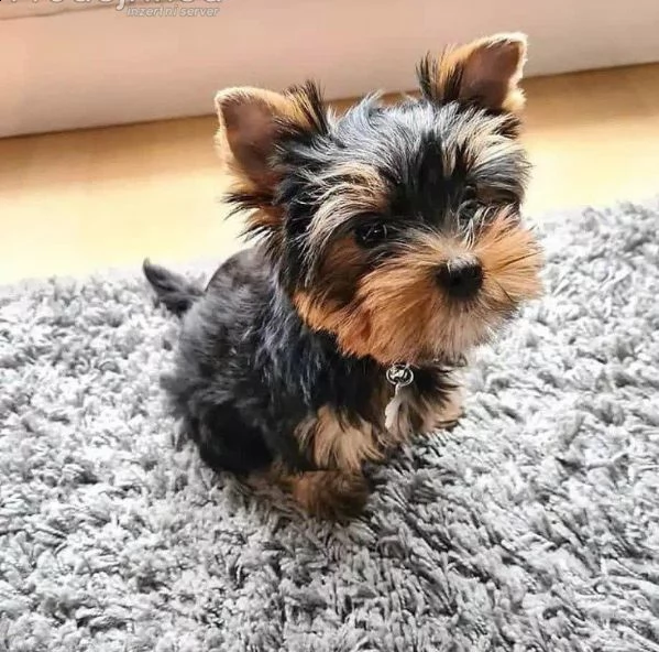 bellissimi cuccioli di yorkie maschi | Foto 0