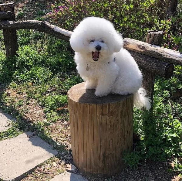 regalo bichon cuccioli meravigliosi ! 