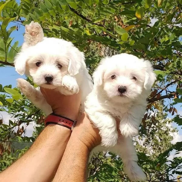 cuccioli di maltese mini toy