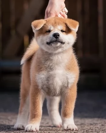 regarlo akita inu cuccioli bellissima cucciolata cerca nuova famiglia, 4 maschi e 3 femmina, 60 gg, 