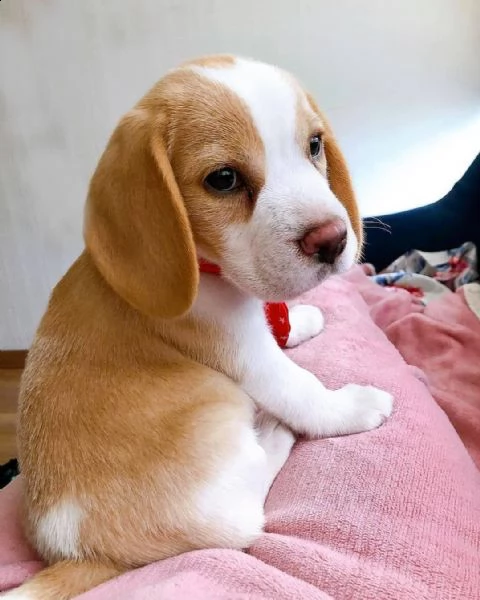 regalo beagle cuccioli meravigliosi ! 