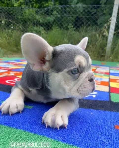 cuccioli di bulldog francese per l'adozione