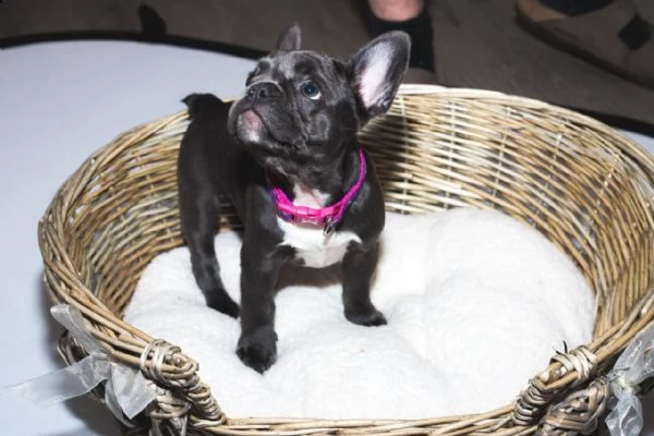 bellissimi cuccioli di bulldog francese | Foto 2