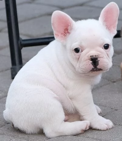 bellissimi cuccioli di bulldog francese | Foto 1