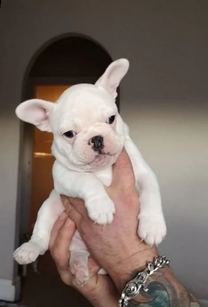 bellissimi cuccioli di bulldog francese