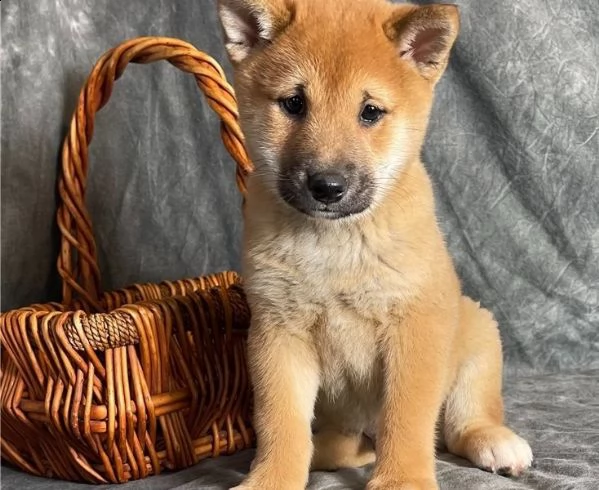 regalo due cuccioli di shiba inu per l'adozione