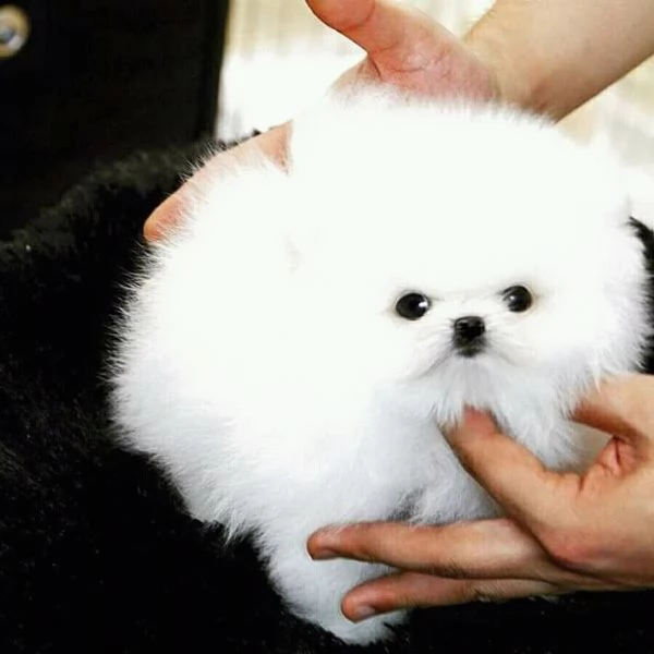  regalo pomerania cuccioli (maschio e femmina)