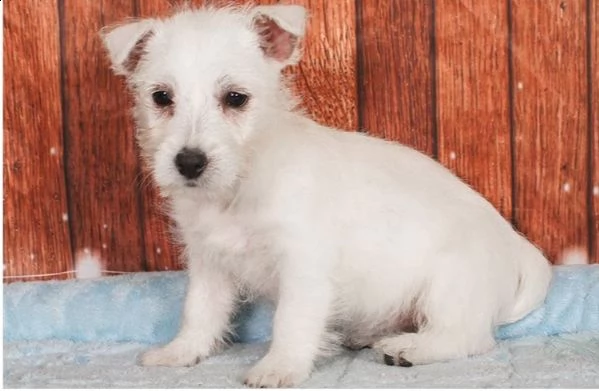  regalo adorabili cuccioli  west highland terrier bianco  femminucce e maschietti