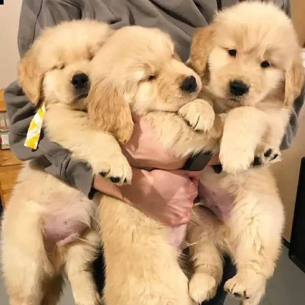  regalo adorabili cuccioli   golden retriever    femminucce e maschietti disponibili