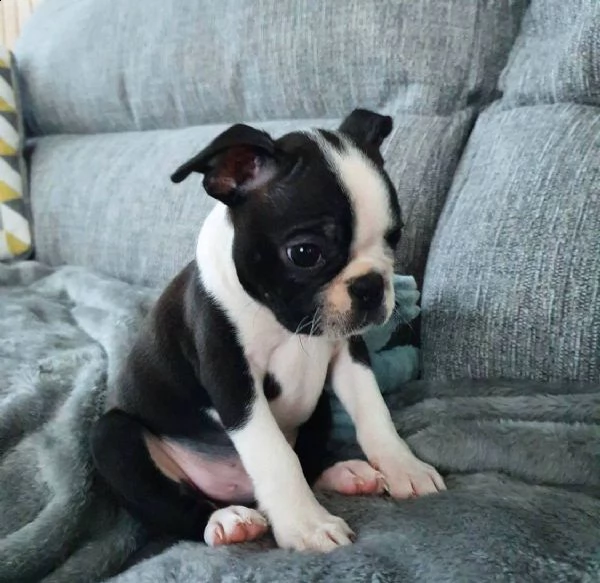 regalo boston terrier  con pedigree 