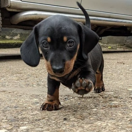  regalo adorabili cuccioli  bassotto femminucce e maschietti