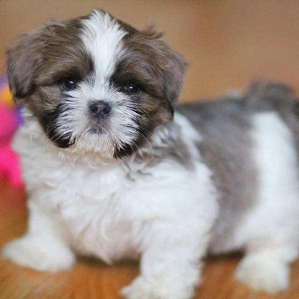  regalo bellissimi cuccioli allevati shih-tzu, colore bianco e nero.