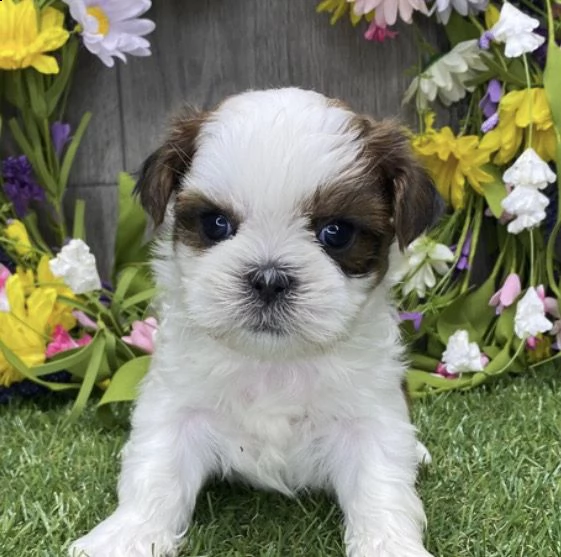 regalo bellissimi cuccioli allevati shih-tzu, colore bianco e nero.