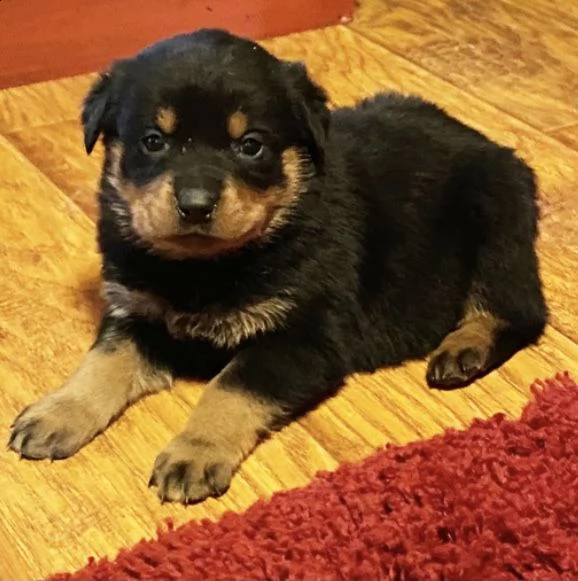 regalo rottweiler  cuccioli con pedigree