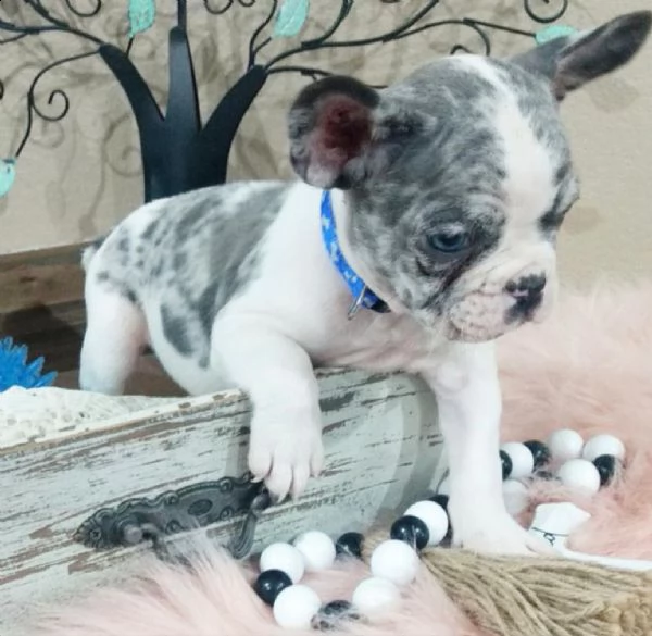 cuccioli di bulldog francese per l'adozione