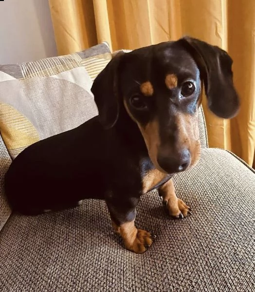 regalo adorabili cuccioli  bassotto femminucce e maschietti