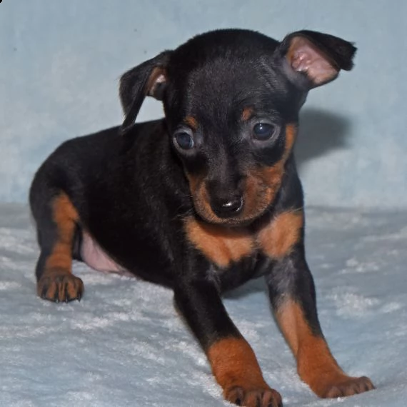 regarlo pinscher in miniatura cuccioli bellissima cucciolata cerca nuova famiglia, 4 maschi e 3 femm