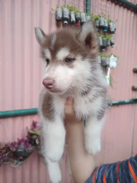   cuccioli di siberian husky registrati akc