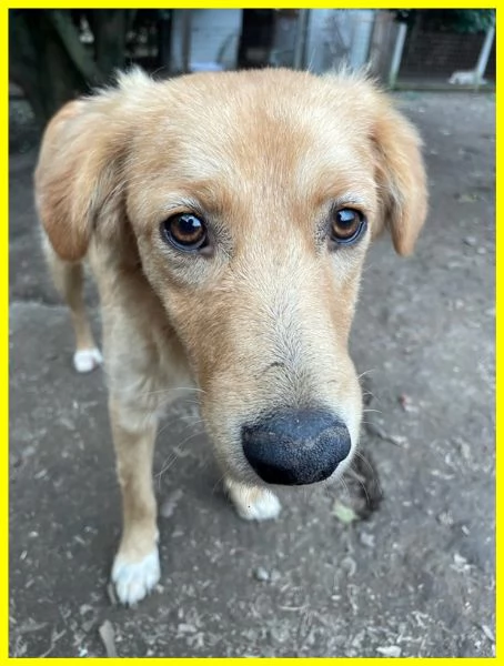 PENNY, CUCCIOLOTTA 8 MESI IPOVEDENTE | Foto 5