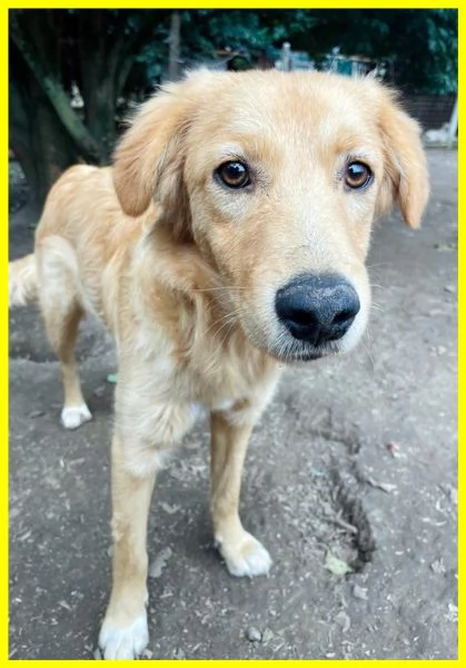 PENNY, CUCCIOLOTTA 8 MESI IPOVEDENTE | Foto 4