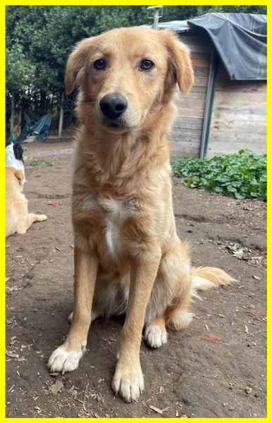 PENNY, CUCCIOLOTTA 8 MESI IPOVEDENTE | Foto 3