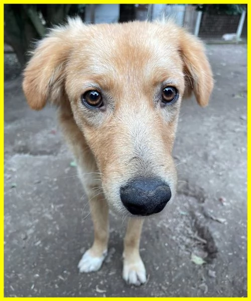 PENNY, CUCCIOLOTTA 8 MESI IPOVEDENTE | Foto 1